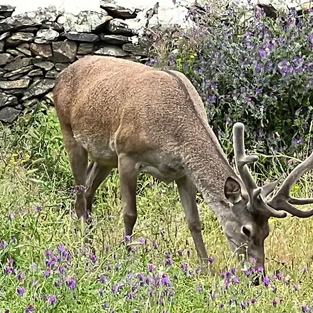 Un Lugar Llamado Descanso En Monfrague Nyaraló *
